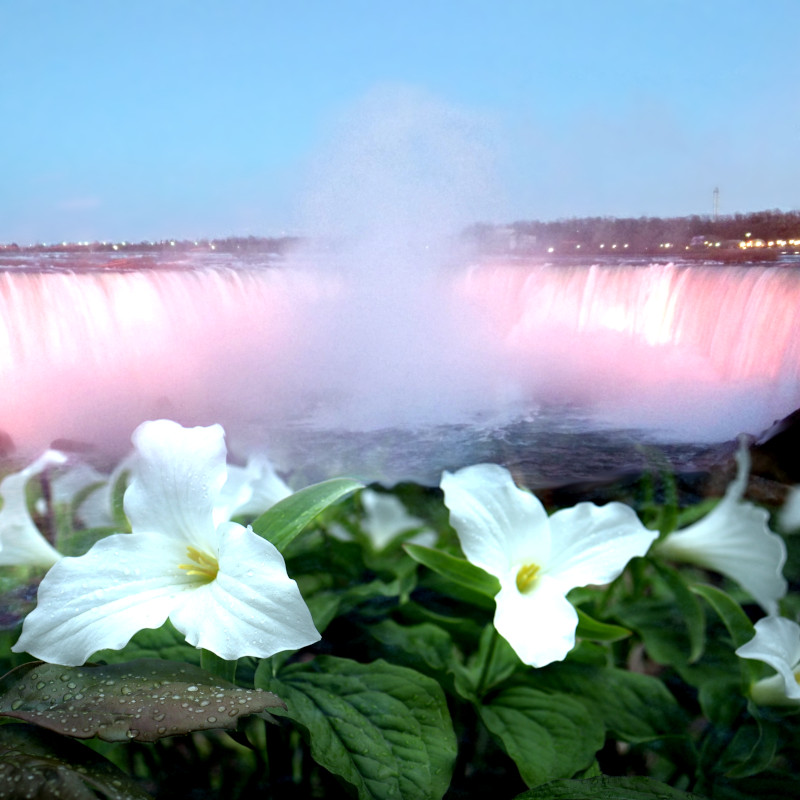 Trillium to replace Niagara and Mist in 2025